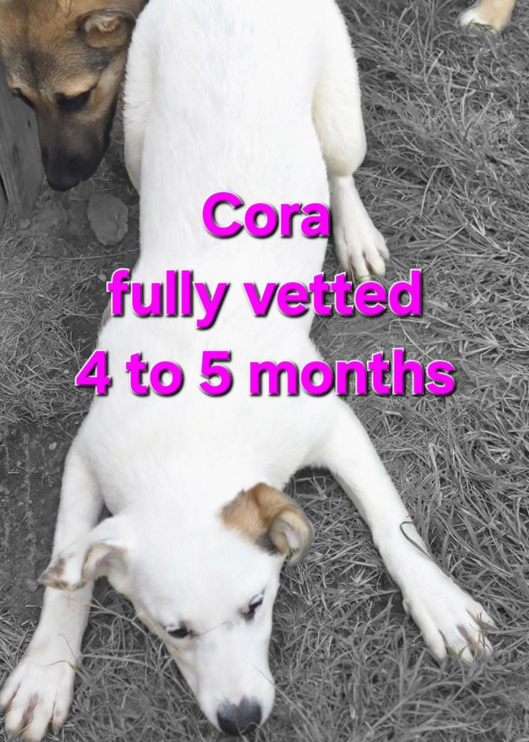 Cora