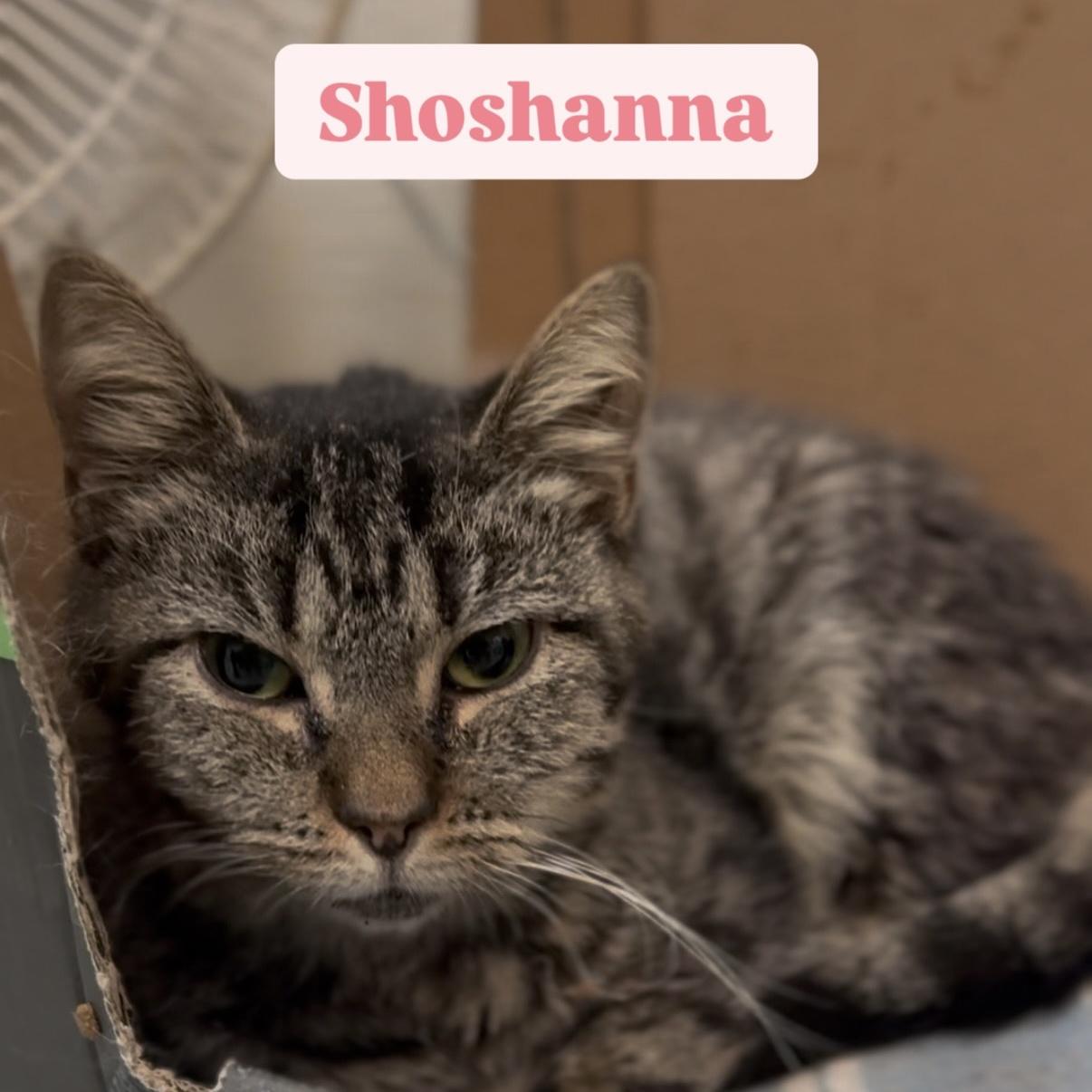 Shoshanna