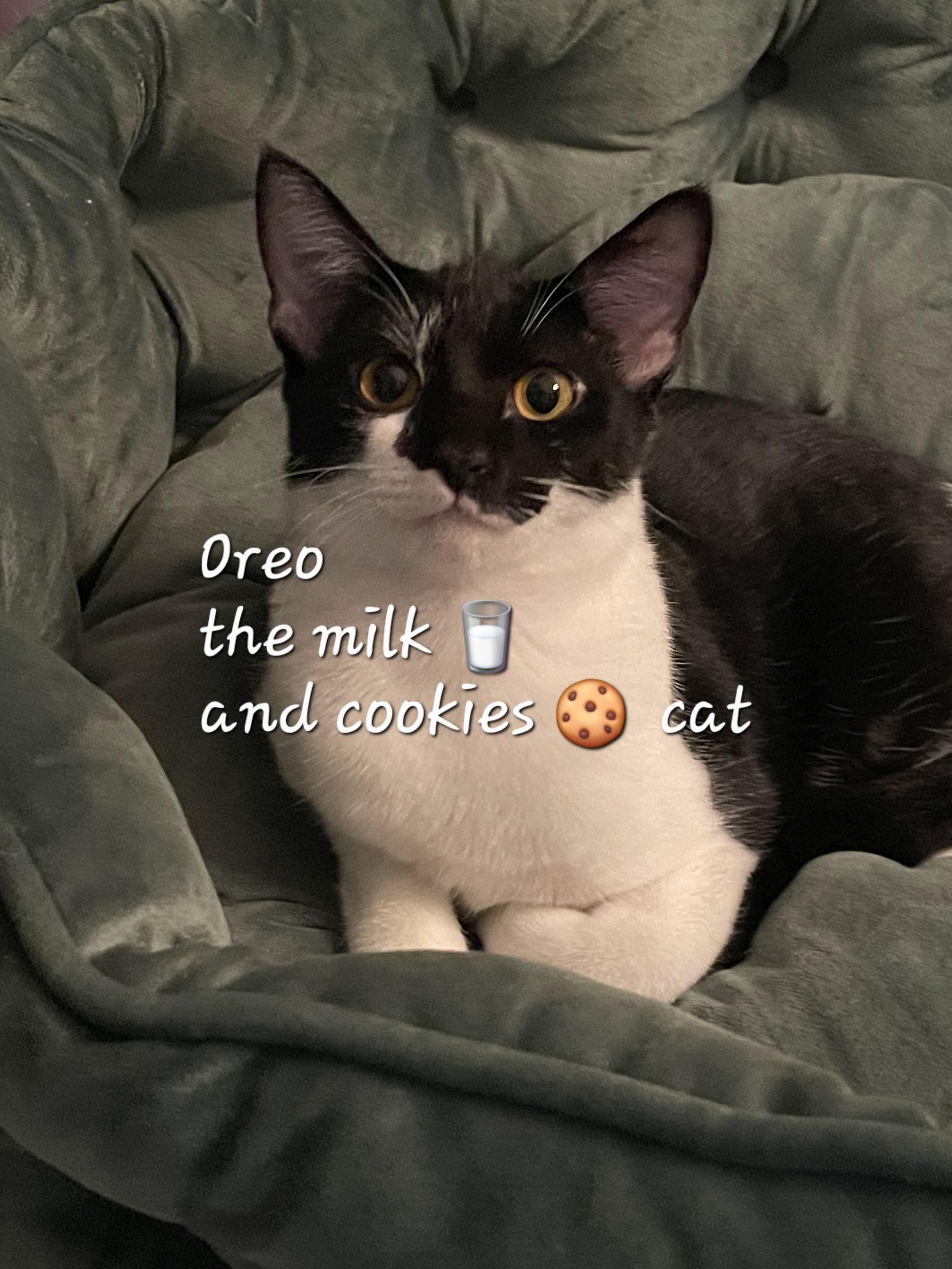 Oreo Milk&cookiescat