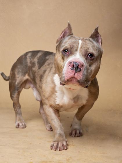 An adult medium-sized male Mixed Breed dog named Marco for adoption in Atlanta, GA