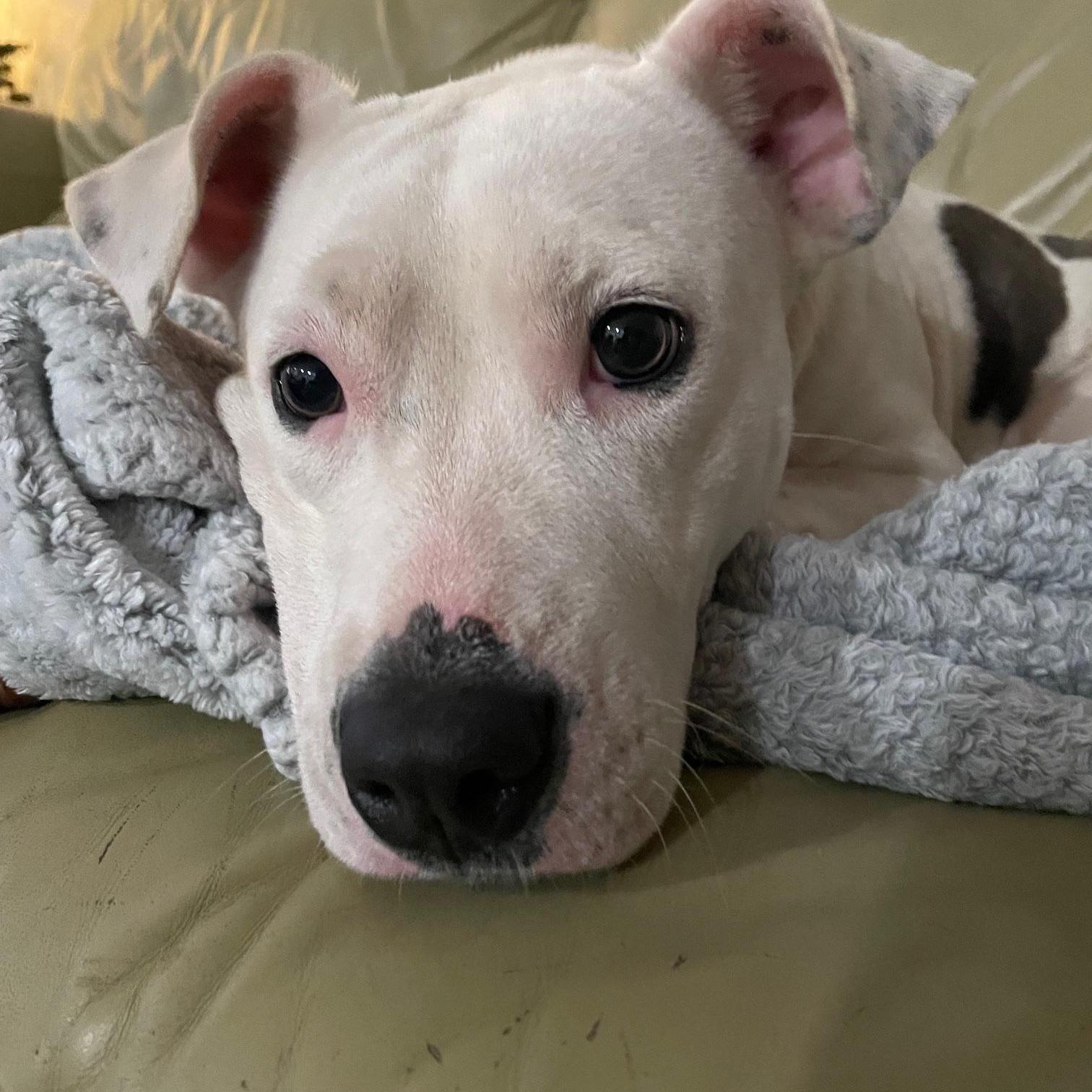 A young medium-sized female White / Cream Mixed Breed dog named River for adoption in Houston, TX