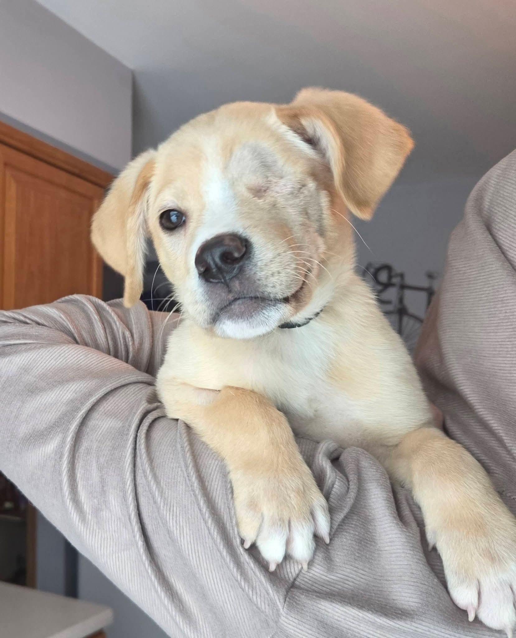 Iggy The Oneeyed Wonder!