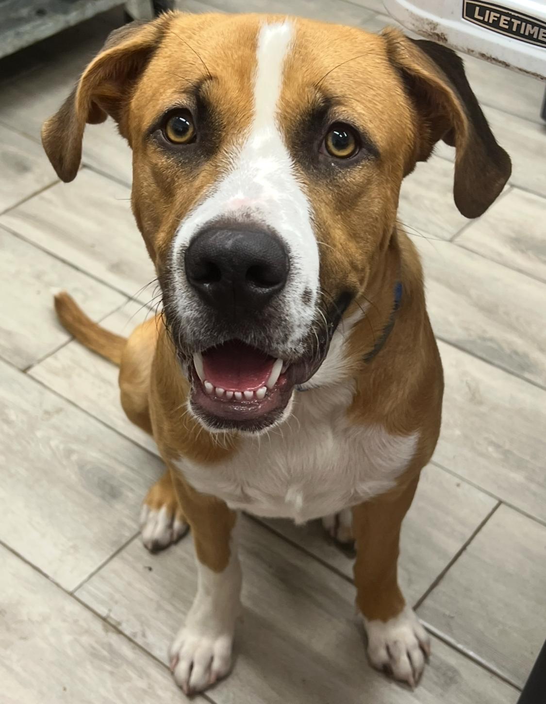 An adult medium-sized male Tricolor (Brown, Black, & White) Mixed Breed dog named Charlie for adoption in Richmond, TX