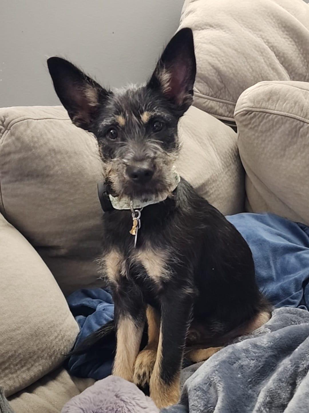 Kenobi Litter Featured