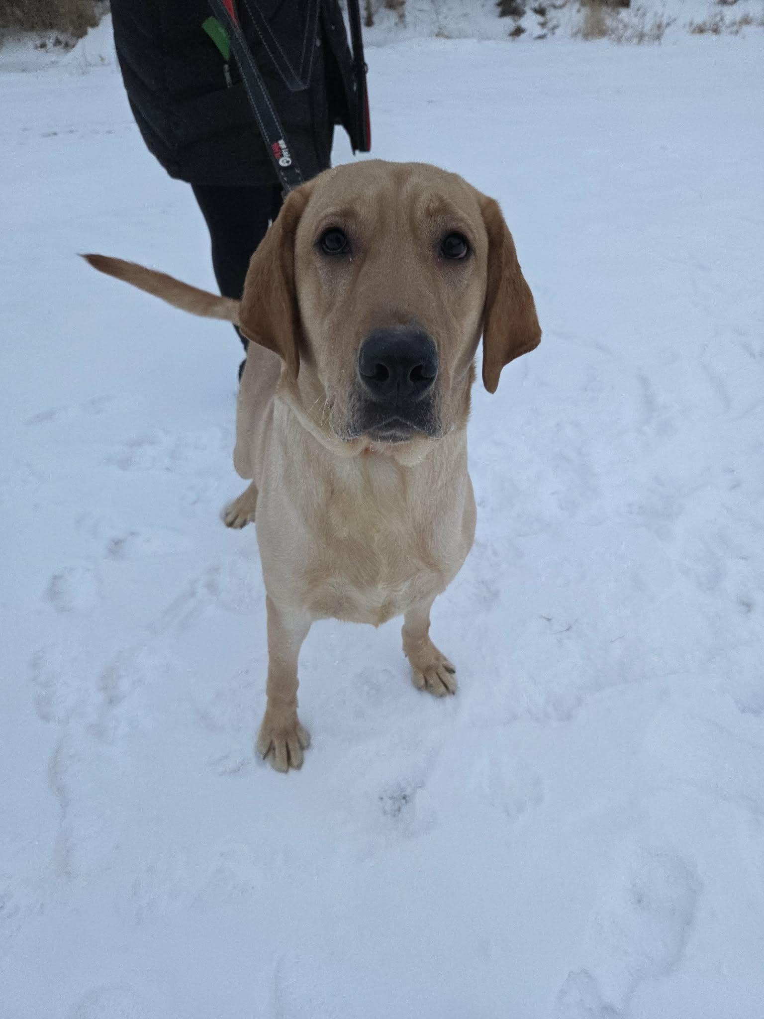 Moosenot Accepting Applications Yet!