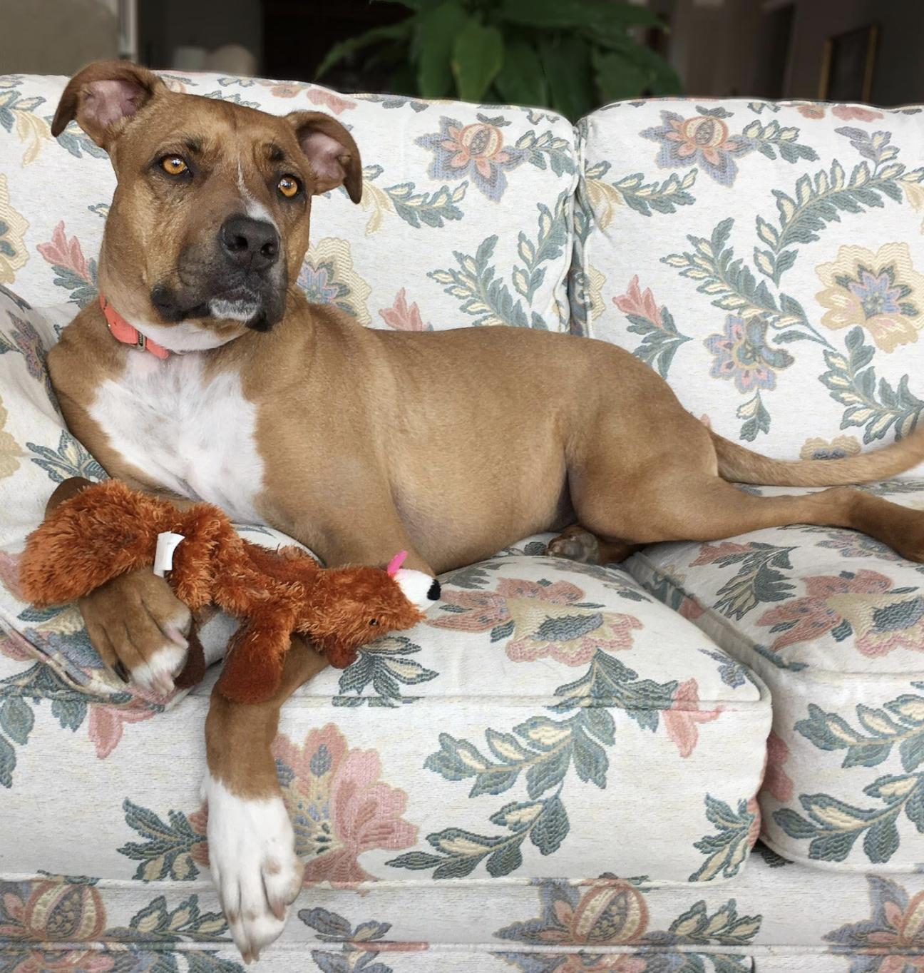 A senior medium-sized male Golden Boxer dog named Stewie for adoption in Longview, TX