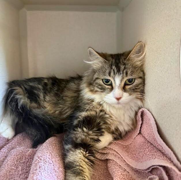 An adult medium-sized female Tabby (Brown / Chocolate) Domestic Medium Hair cat named Cleo for adoption in Ridgway, CO