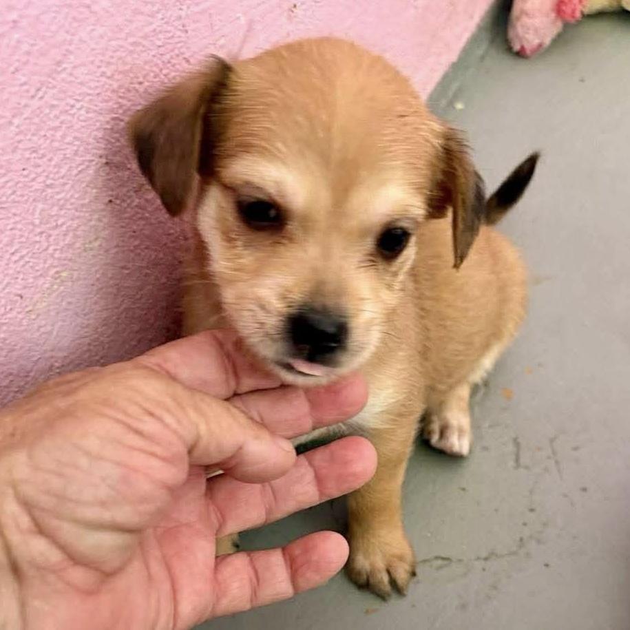 A baby small-sized female Yellow / Tan / Blond / Fawn Maltese dog named Lo for adoption in Nanuet, NY