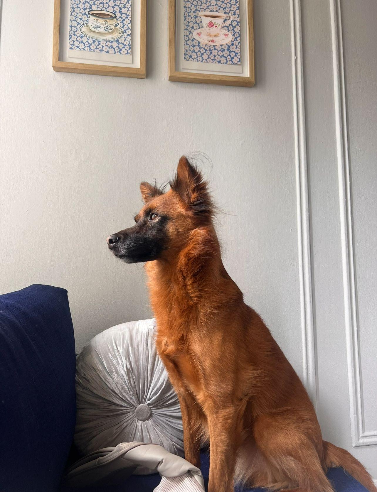 Ruby. Hiking Buddy Wants