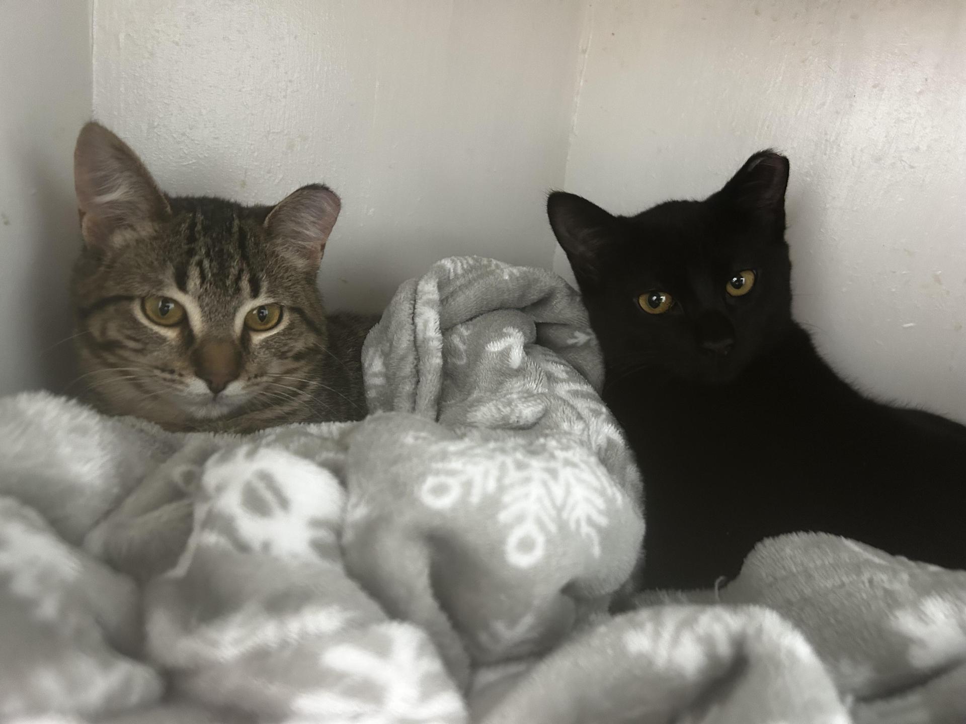 A baby medium-sized female Black Domestic Short Hair cat named Brandy And Isabelle for adoption in Grand Rapids, MI