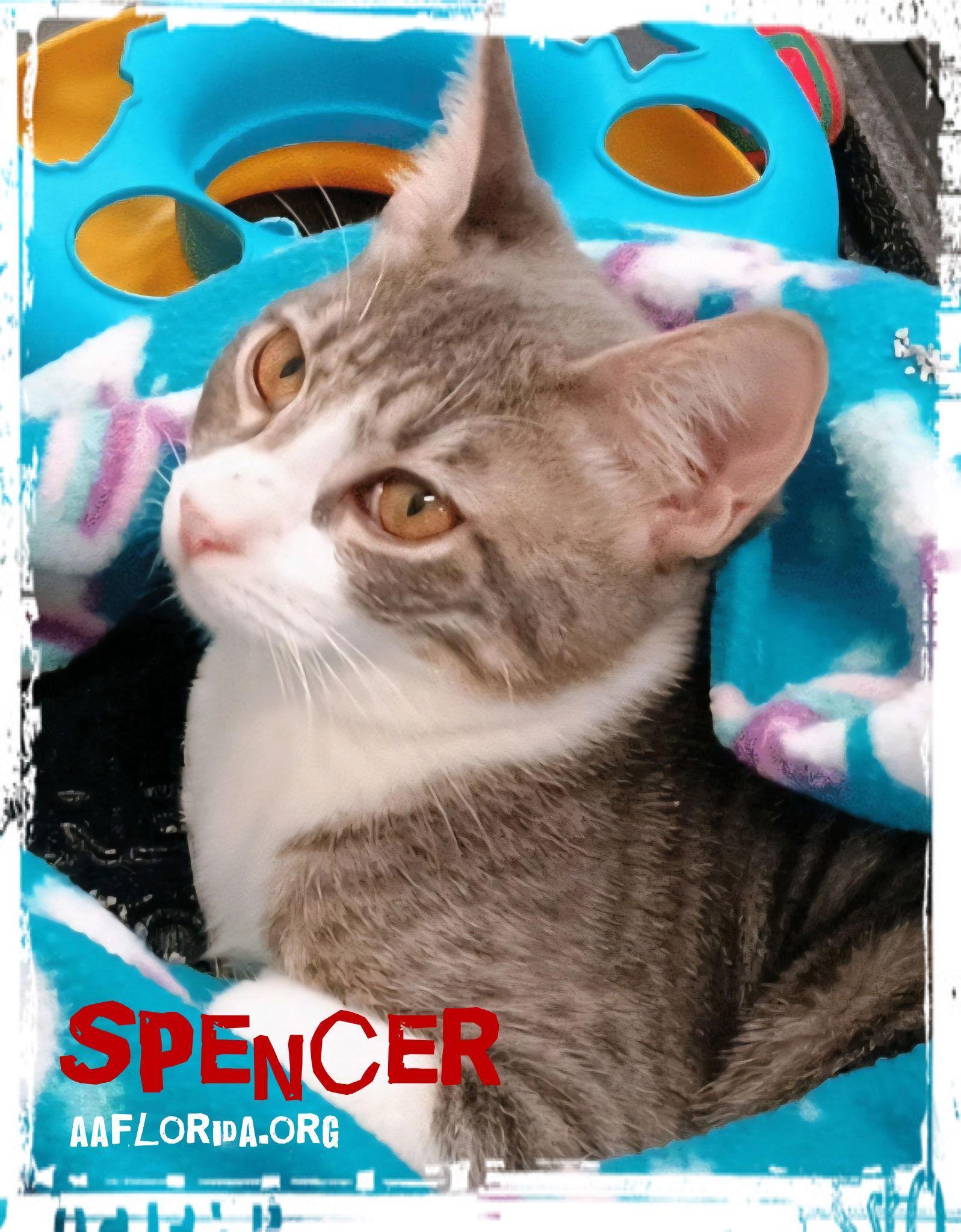 Spencer