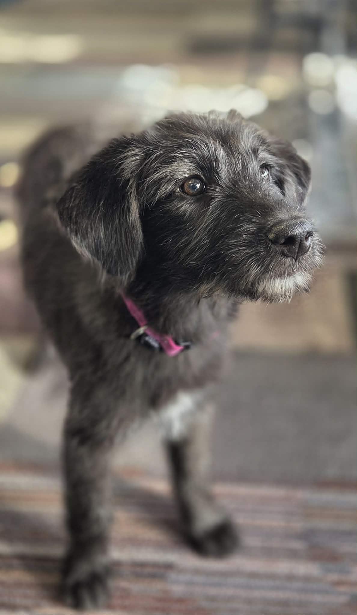 Gravy The Schanuzer Mix