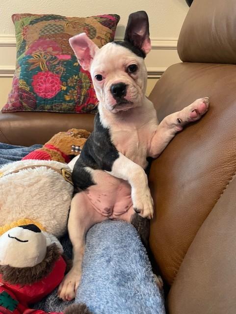 Charlotte The Frenchton Pup