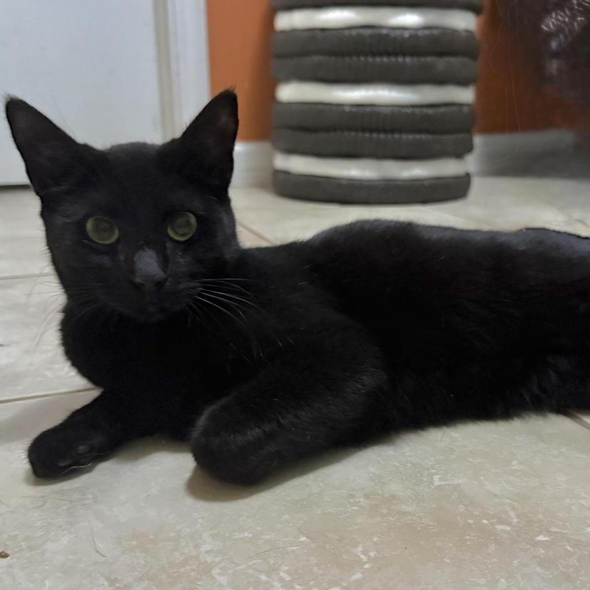 An adult medium-sized female Black Domestic Short Hair cat named Vesper for adoption in Long Beach, MS
