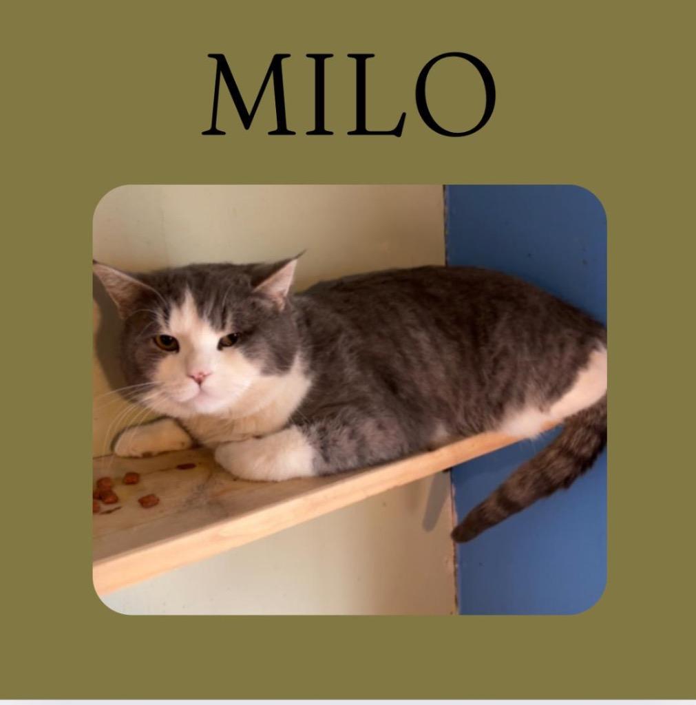 Milo