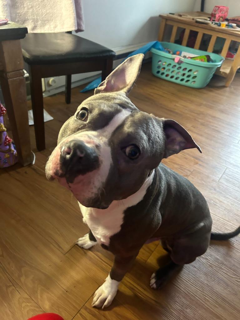 Buggzy Courtesy Listing