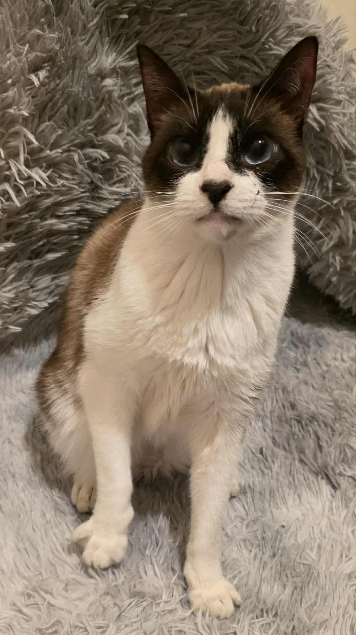 Jay Leno Aka Harmony photo 1