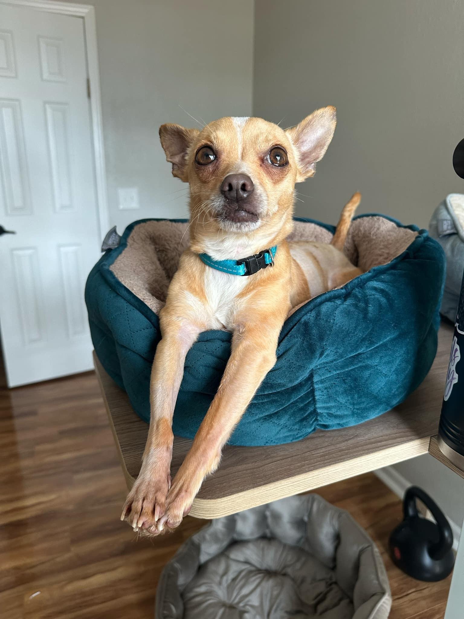 A young small-sized male Yellow / Tan / Blond / Fawn Chihuahua dog named Gus for adoption in Sanford, NC