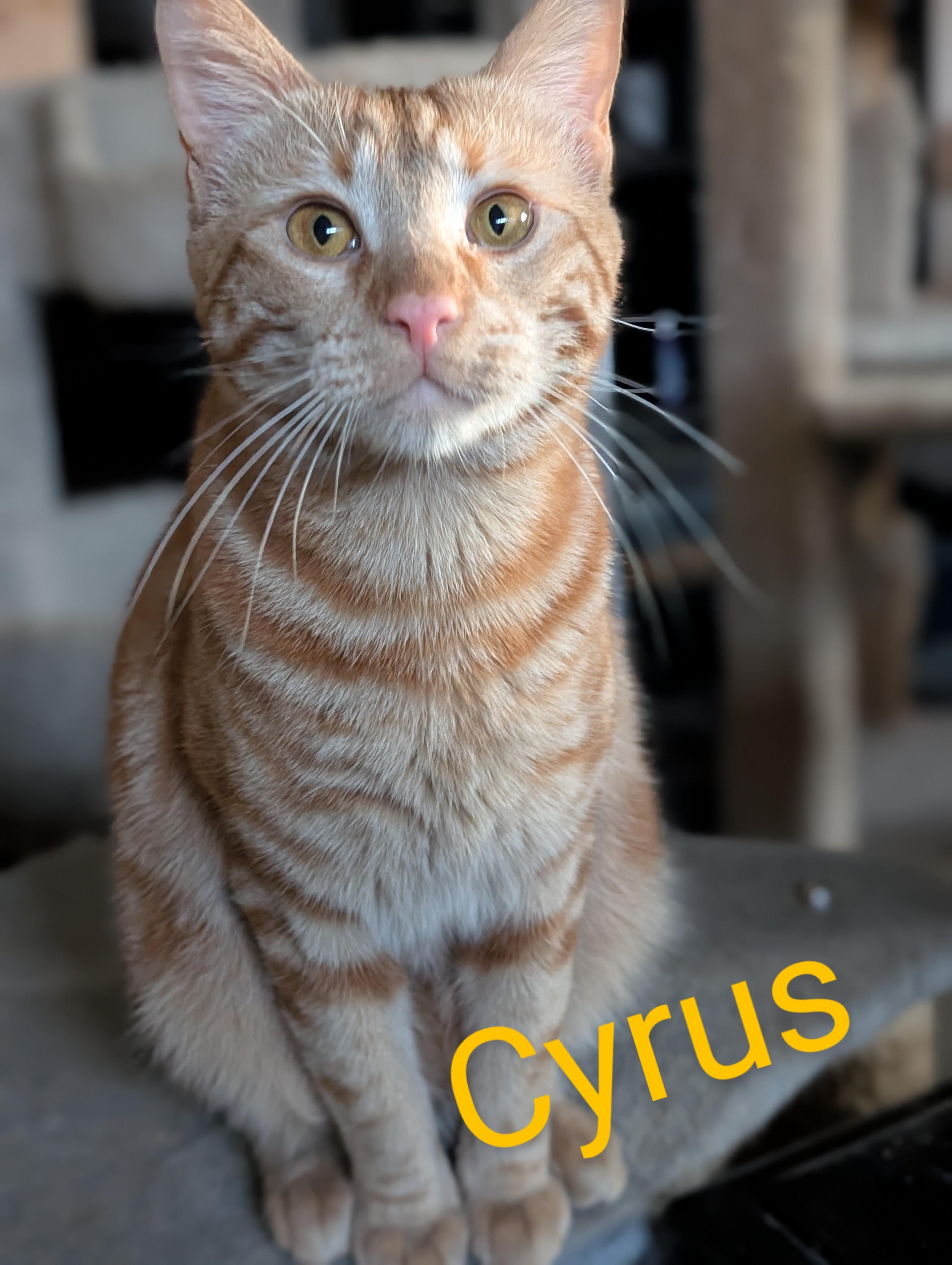 Cyrus