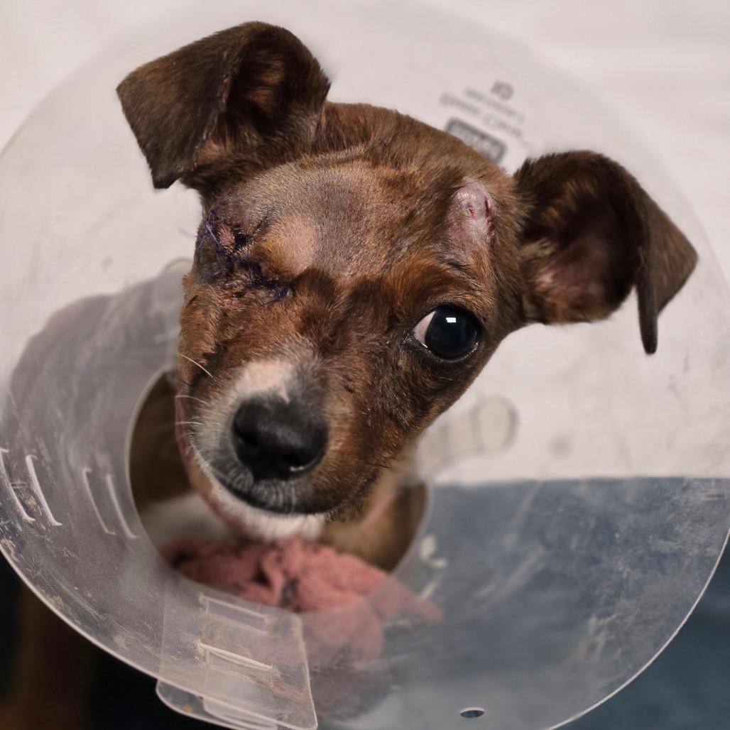 A baby small-sized male Brown / Chocolate Chihuahua dog named Dinosaur for adoption in Flagstaff, AZ