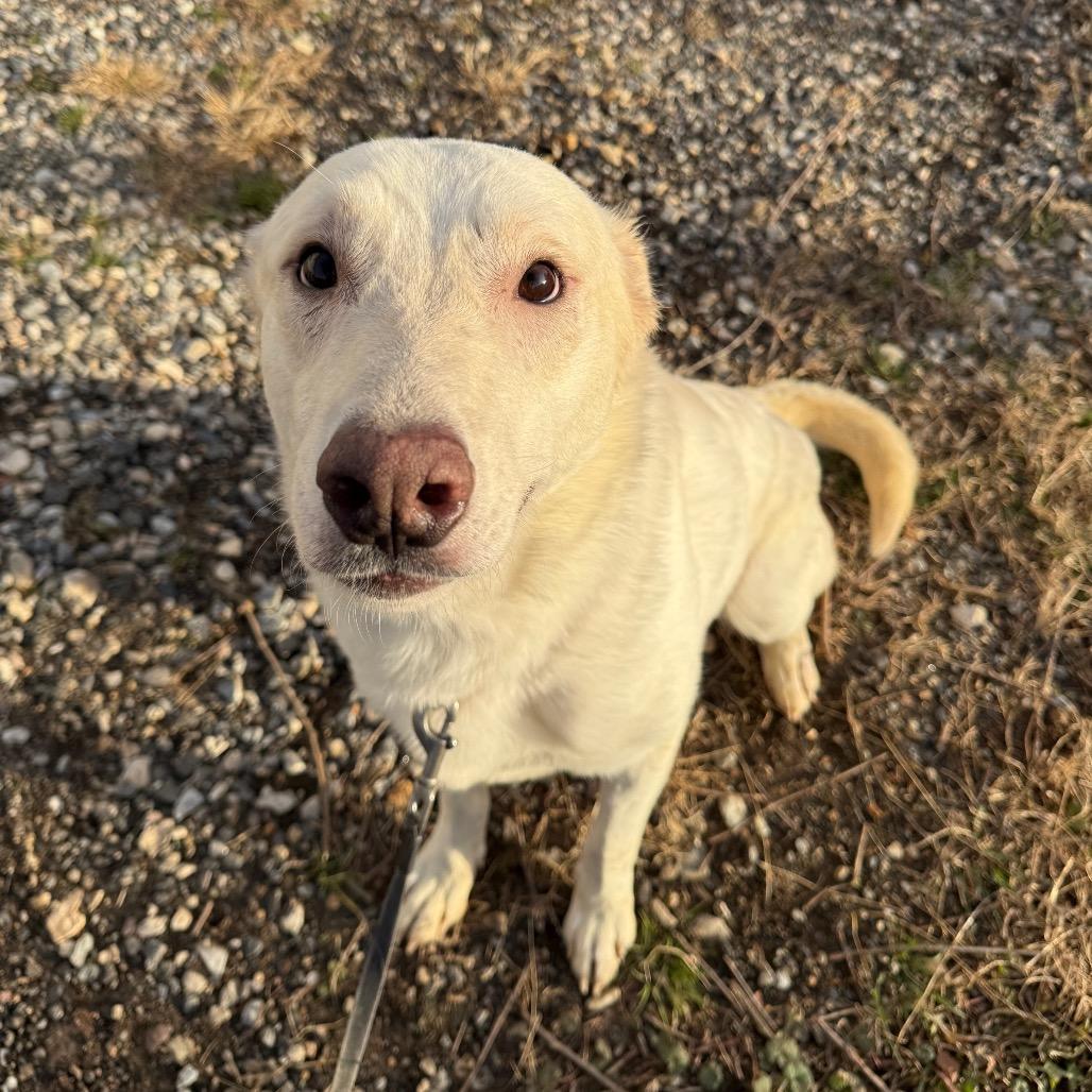 An adult medium-sized male White / Cream German Shepherd Dog dog named Davy for adoption in Alexandria, VA