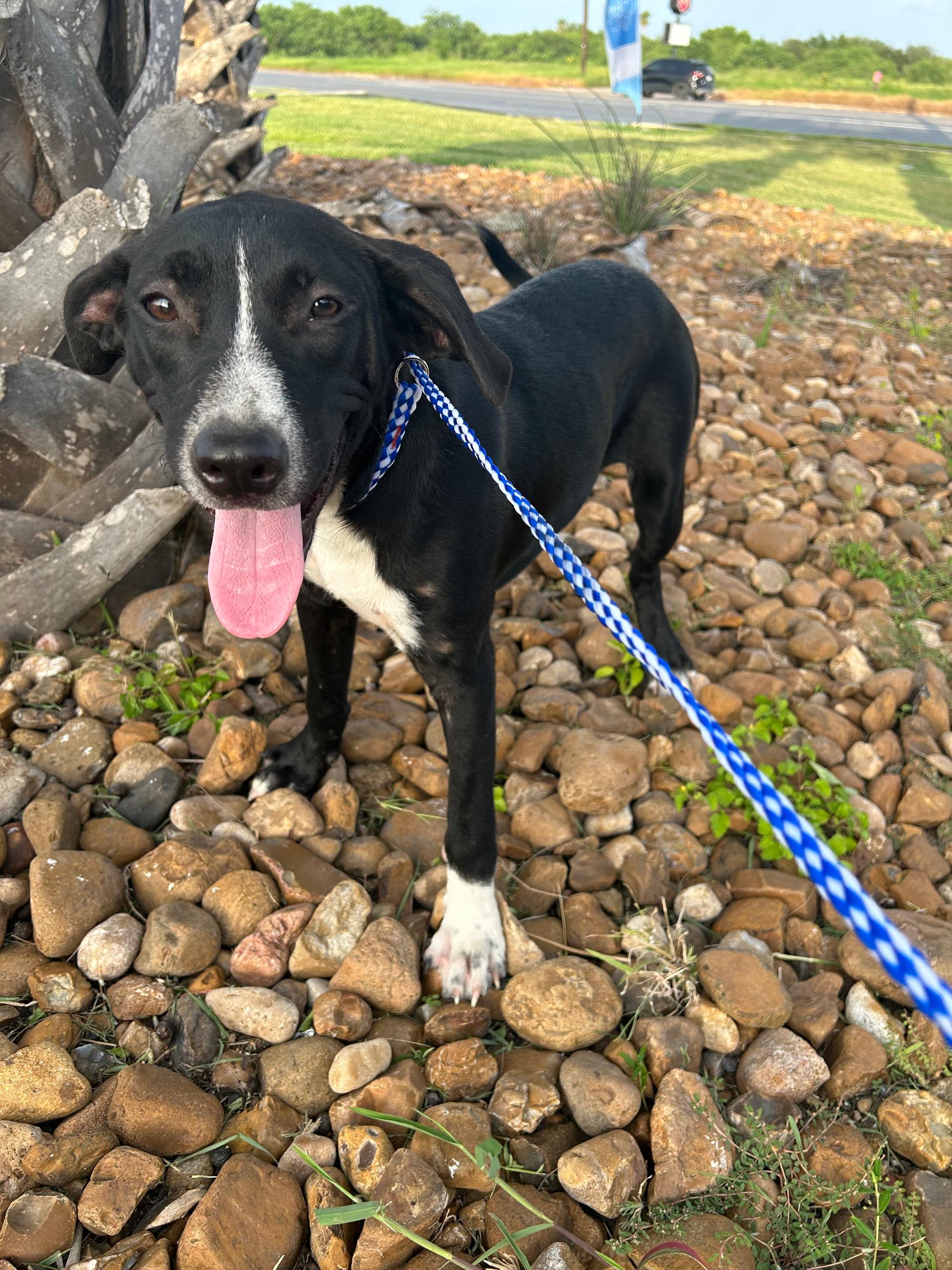 A baby medium-sized male Labrador Retriever dog named Brewster for adoption in Harlingen, TX