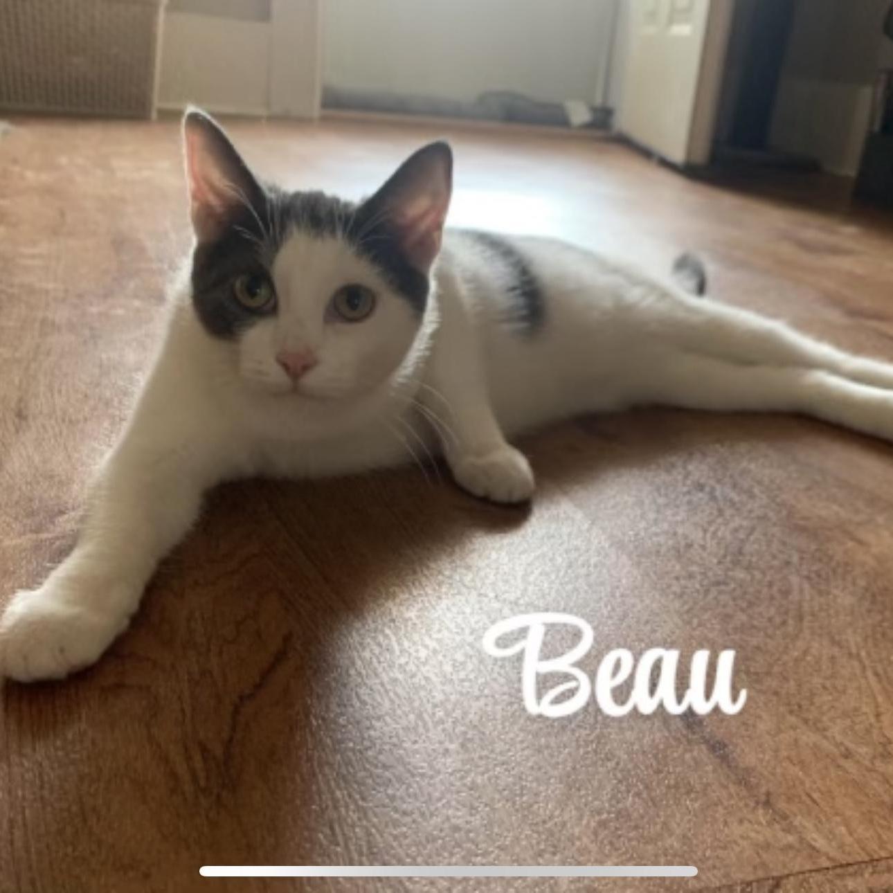 Beau
