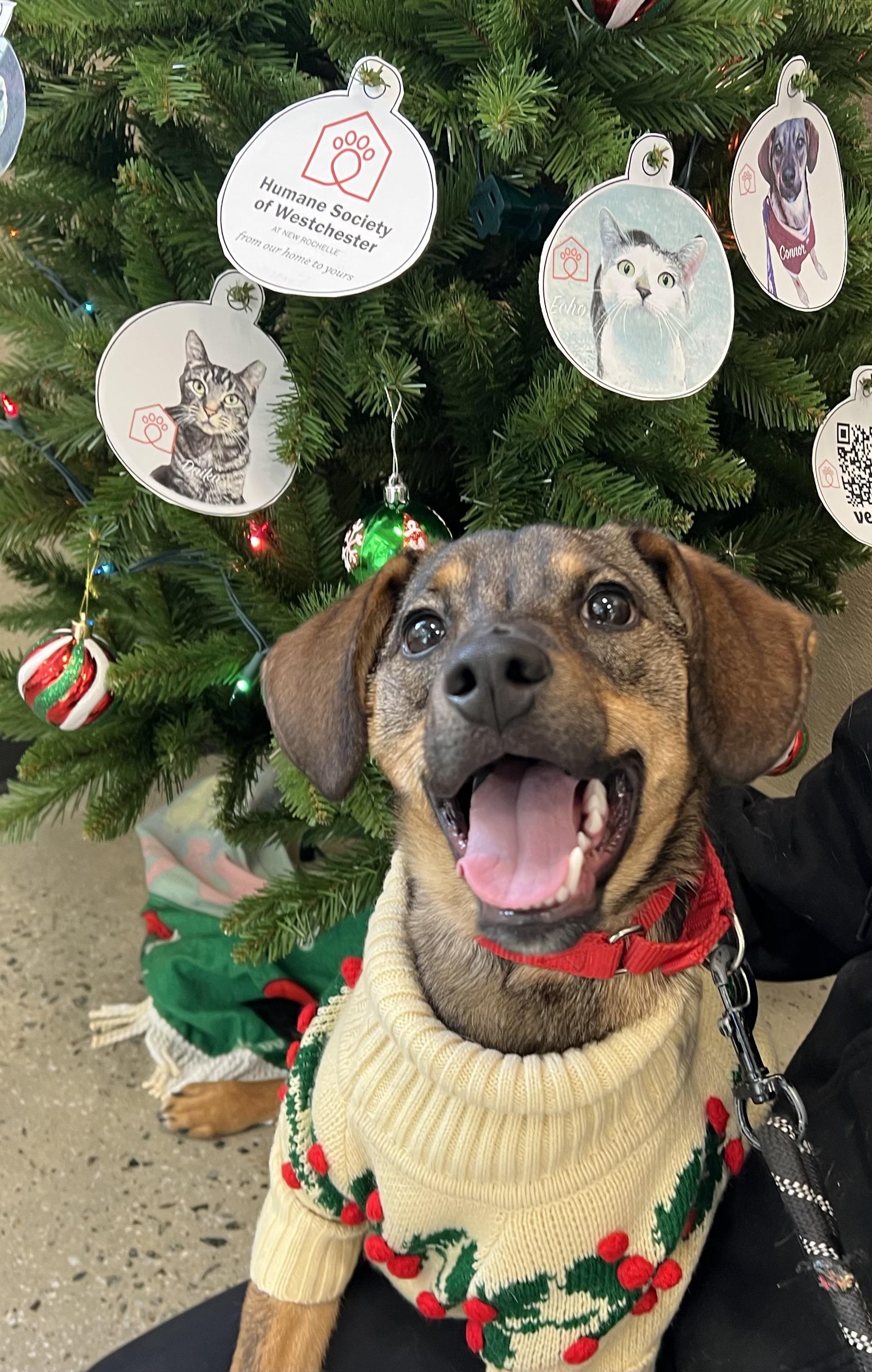 A baby medium-sized male Brown / Chocolate Retriever dog named Connor for adoption in New Rochelle, NY