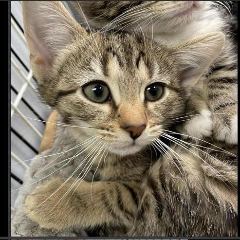 A baby small-sized female Brown / Chocolate Domestic Short Hair cat named Bubbly In Nokesville for adoption in Alexandria, VA