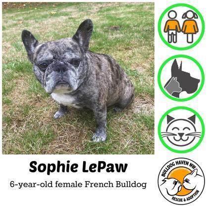 An adult small-sized female Brindle French Bulldog dog named Sophie Lapaw for adoption in Bonney Lake, WA