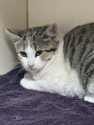 A baby small-sized female Domestic Short Hair cat named Holla for adoption in Chamblee, GA