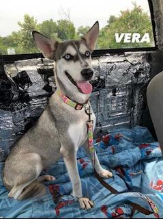 A young medium-sized female Husky dog named Vera for adoption in Sumter, SC