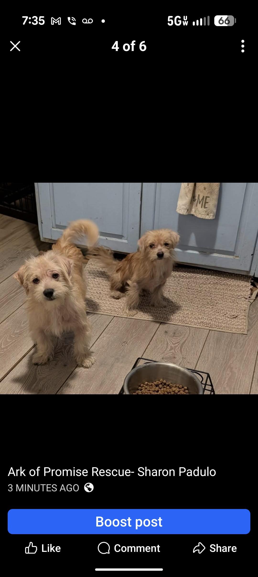 Fluffernutter photo 1