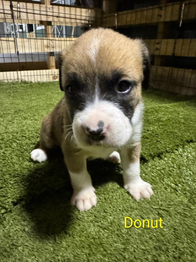 Dounut