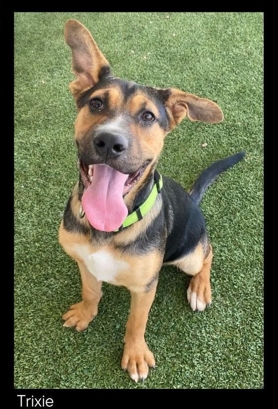 Trixie