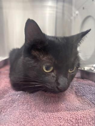 An adult medium-sized female Domestic Short Hair cat named Lentil for adoption in Atlanta, GA
