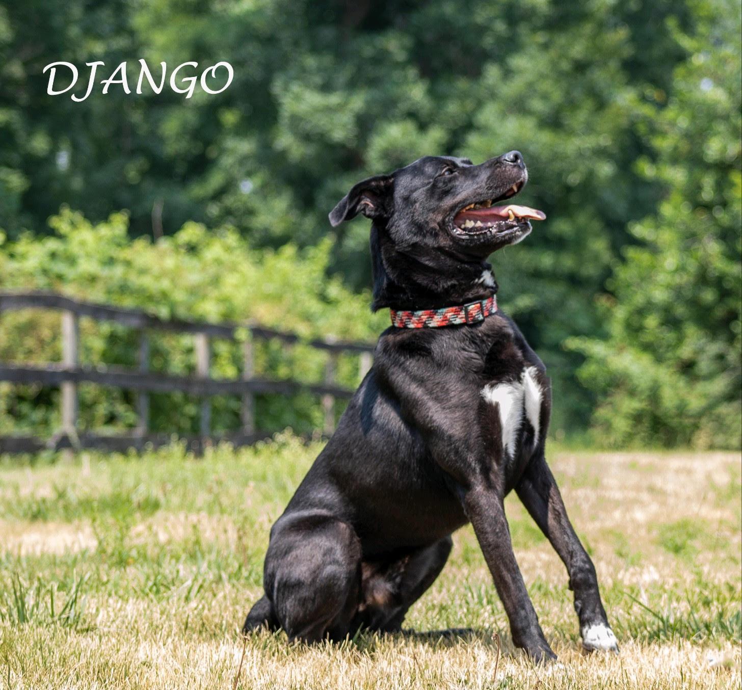 An adult large-sized male Bicolor Labrador Retriever dog named Django for adoption in New York, NY