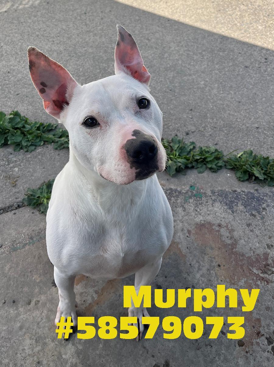 Murphy photo 1