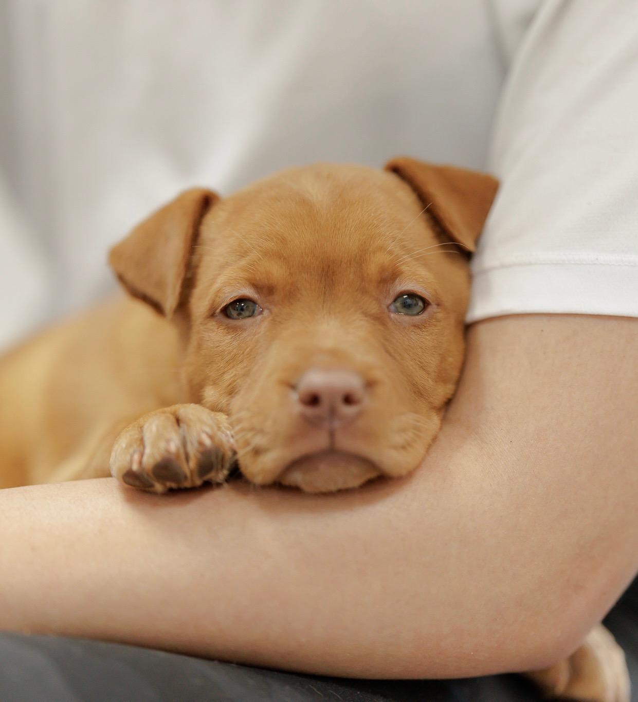 Hairy Styles photo 1