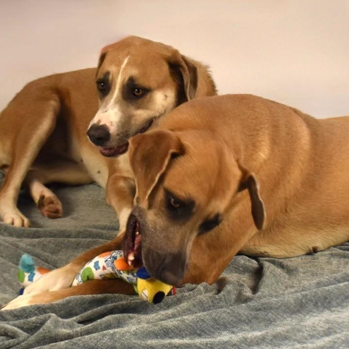 An adult large-sized female Red / Chestnut / Orange Rhodesian Ridgeback dog named Harlow & Harper for adoption in Wharton, TX