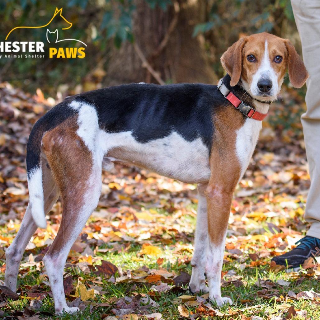 An adult medium-sized male Brown / Chocolate Hound dog named Elio for adoption in Summerville, SC