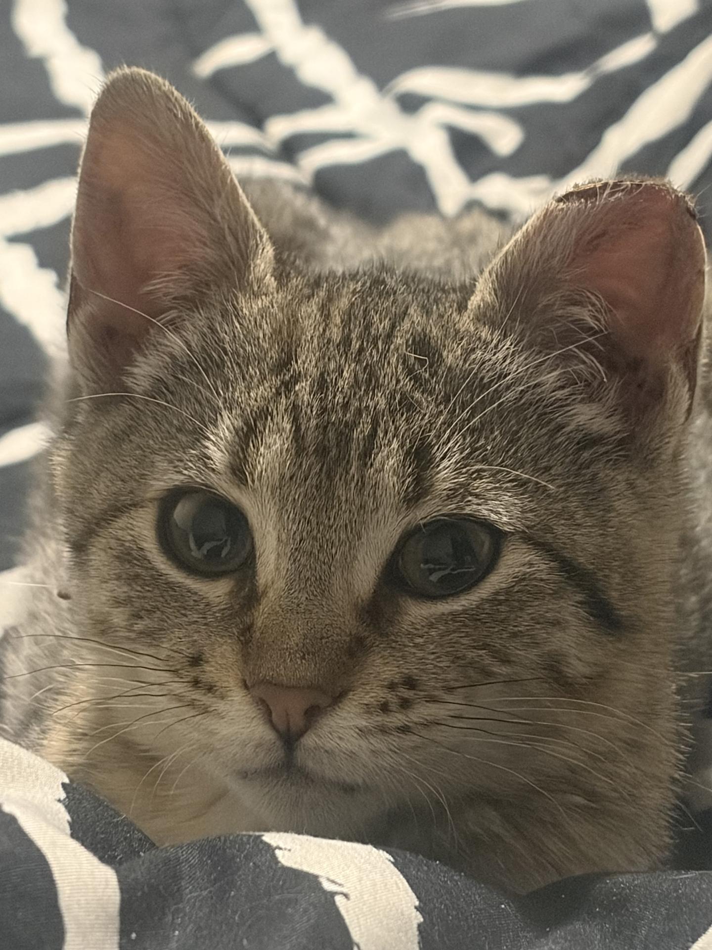 Hamantha Spring Garden