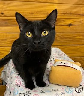 Mister Child Friendly