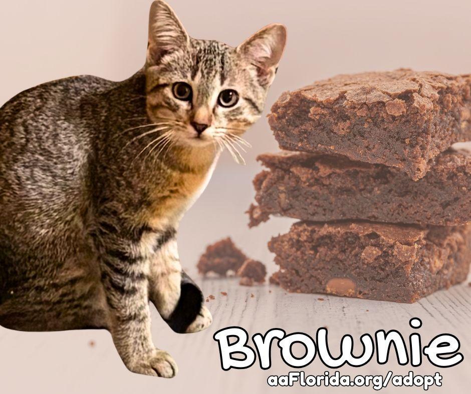 Brownie