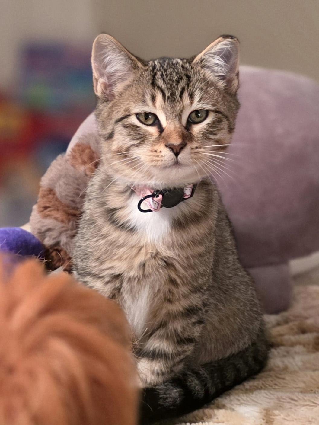 A baby medium-sized female Tabby (Buff / Tan / Fawn) Domestic Short Hair cat named Mindy for adoption in Hilton Head Island, SC