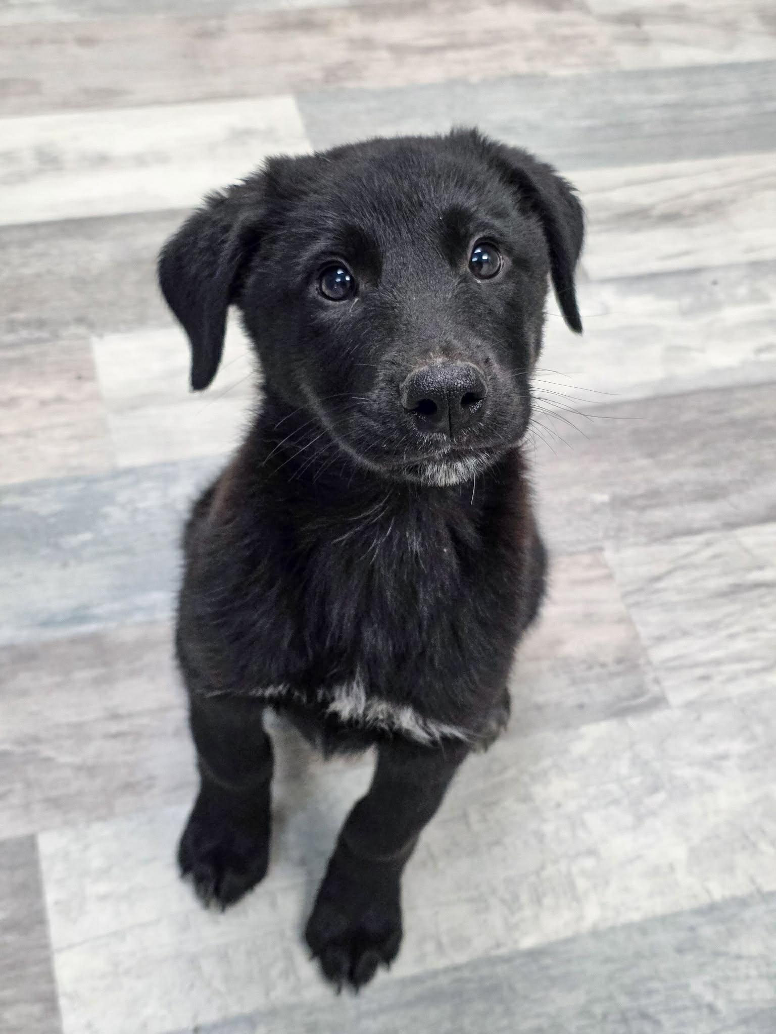 Cobbler The Schnauzer Mix