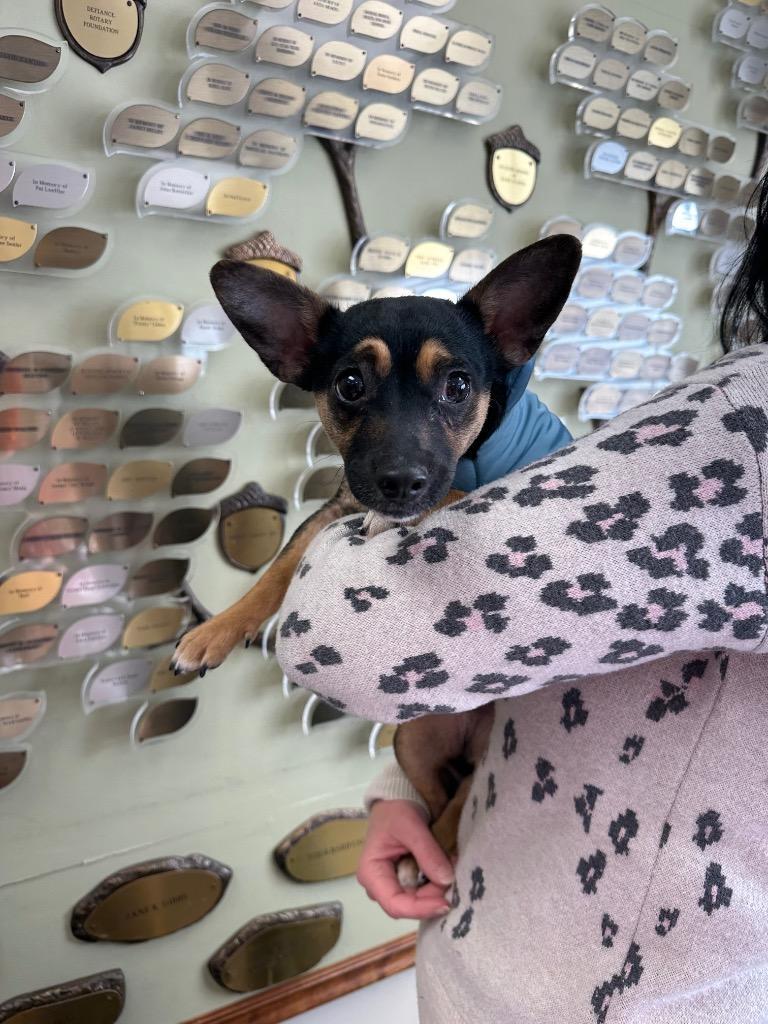 A young small-sized male Chihuahua dog named Buster for adoption in Defiance, OH