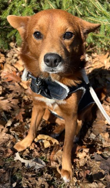 An adult medium-sized male Cardigan Welsh Corgi dog named Fox for adoption in Madison, NJ