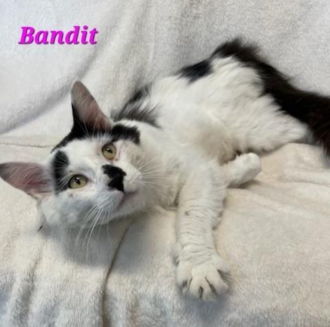 Bandit