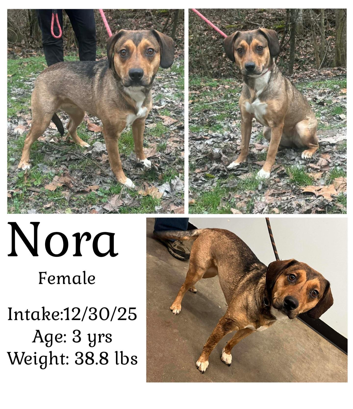 An adult medium-sized female Terrier dog named Nora for adoption in Staffordsville, KY